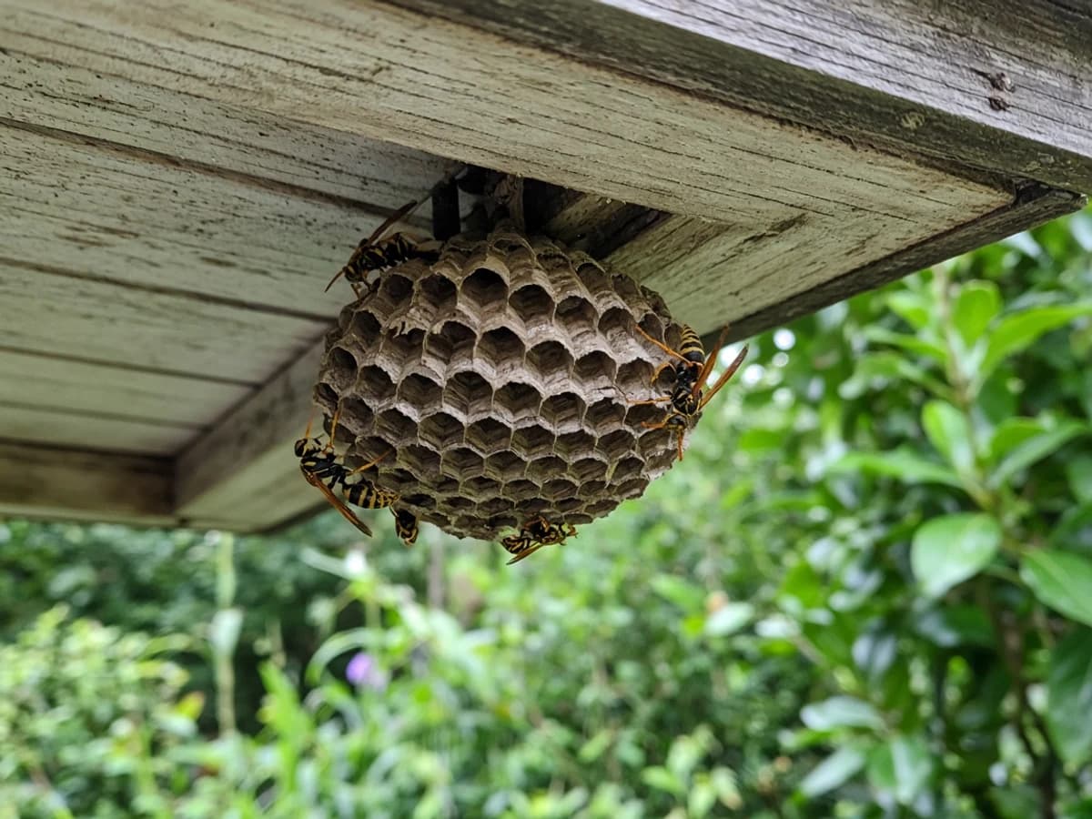 Nid de guêpes sous un avant-toit.