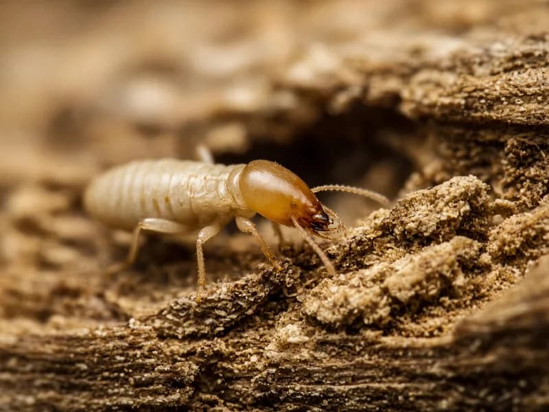 Termite sur du bois.